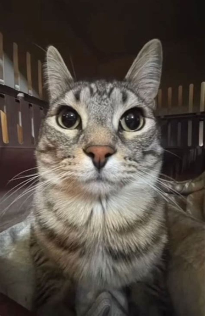 Do cats stare into your soul?
