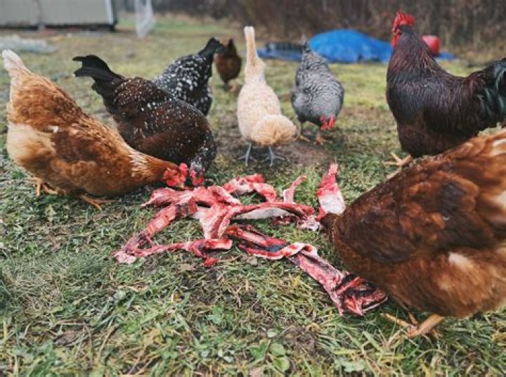 Do chickens eat chicken?