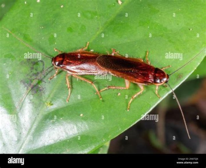 Do cockroaches mate butt to butt?