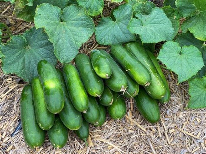 Do cucumbers help cellulite?