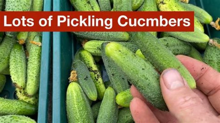 Do cucumbers make breath smell better?