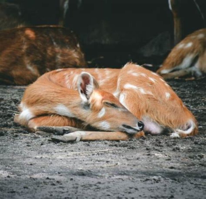 Do deer sleep same place every night?