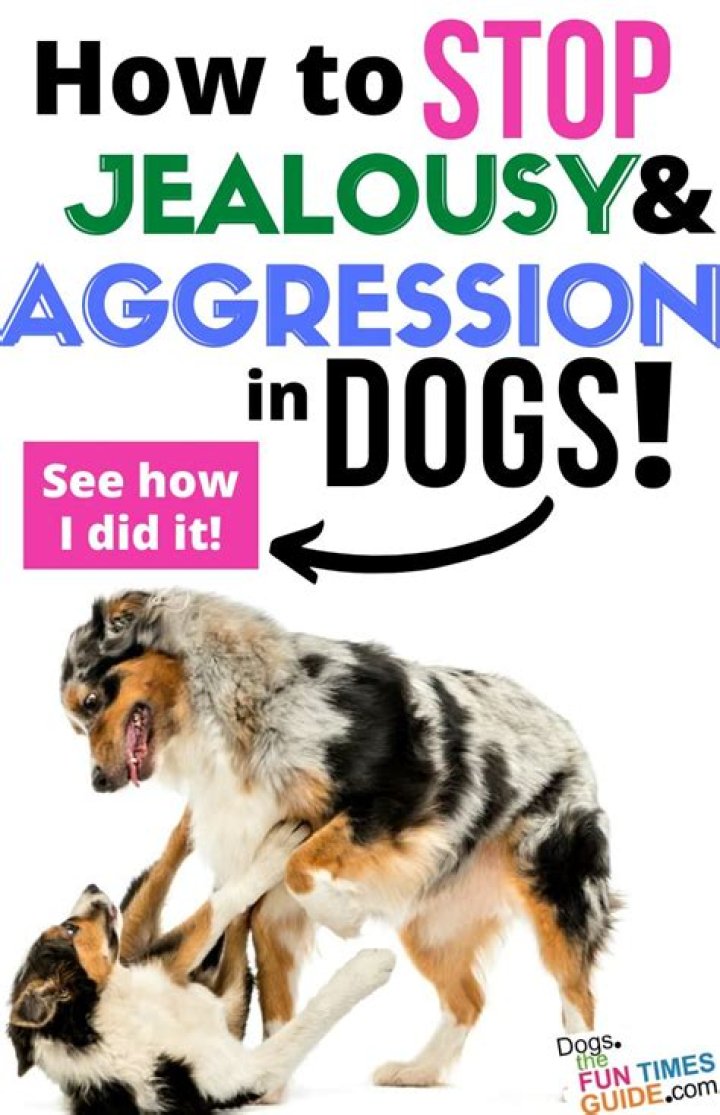 Do dogs get jealous of new dogs?