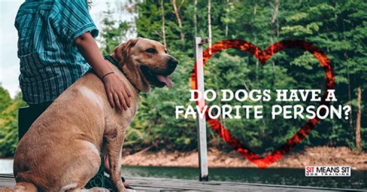 Do dogs have a favorite person in the family?