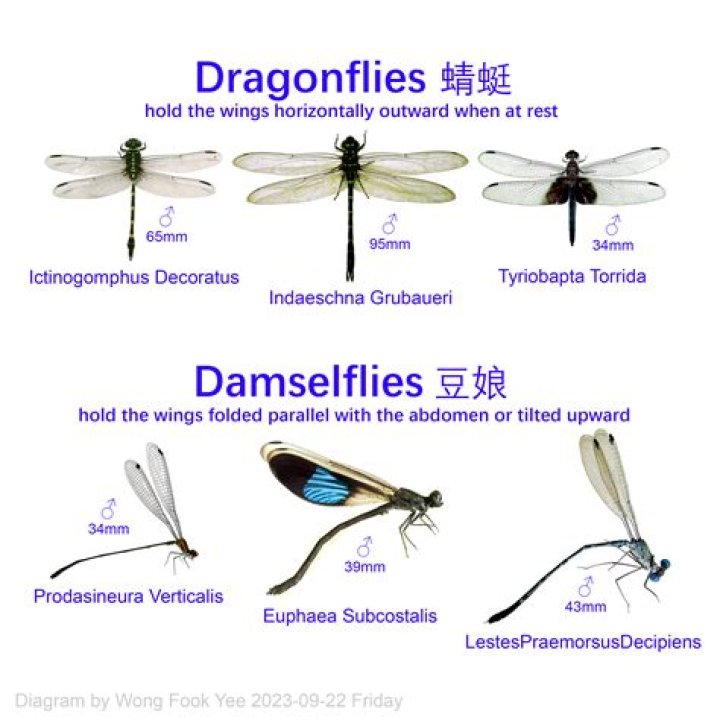 Do dragonflies drown?