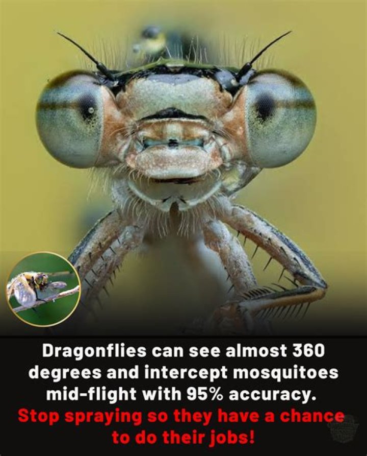 Do dragonflies see 360?