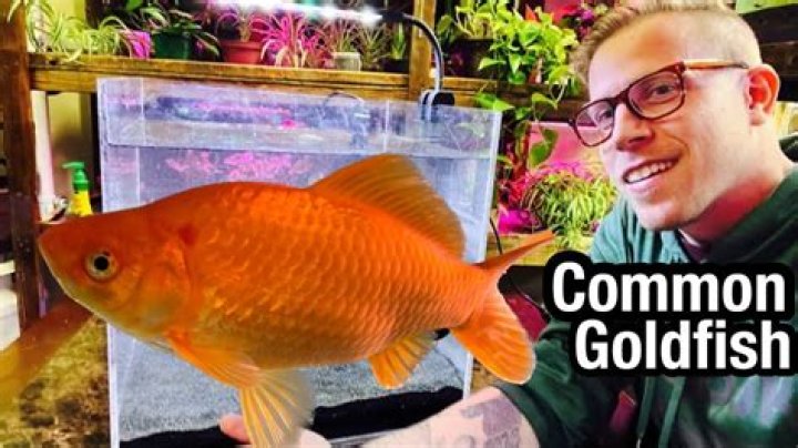 Do goldfish like being touched?