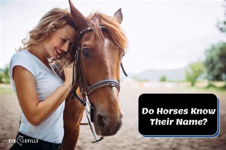 Do horses know if they win?