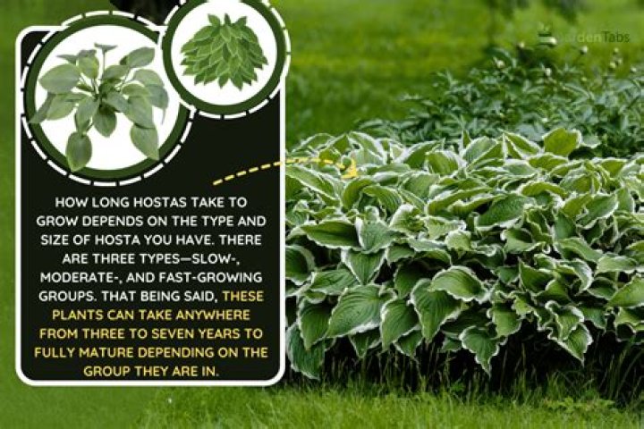 Do hostas grow year round?