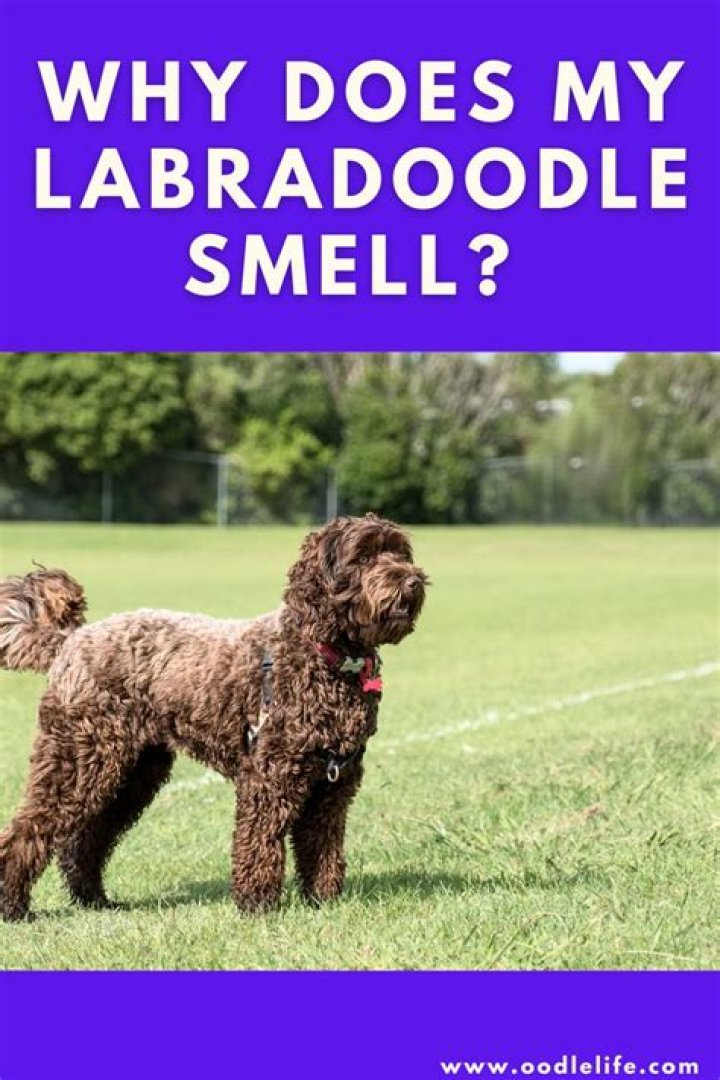 Do Labradoodles smell?