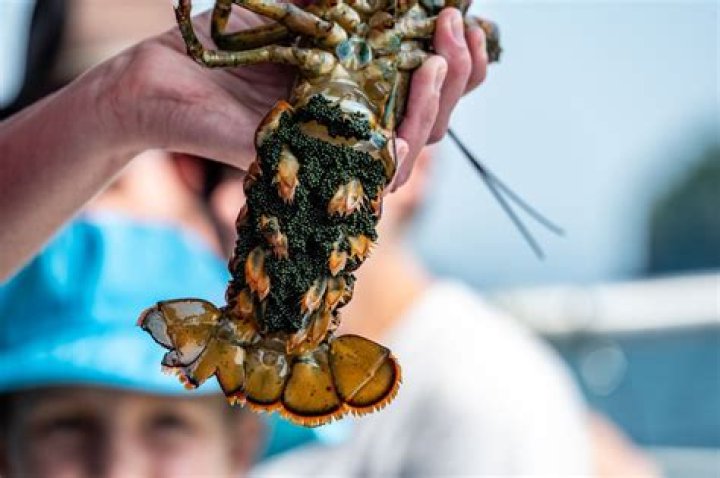 Do lobsters have memory?