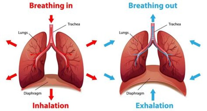 Do lungs grow back?