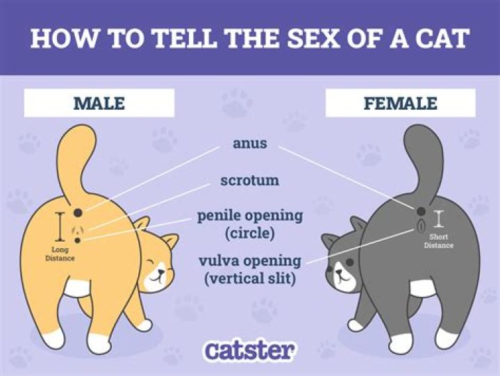 Do male cats smell worse than females?
