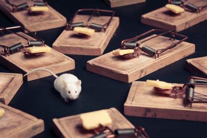 Do mice avoid traps?