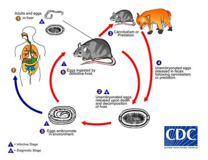 Do mice carry diseases?