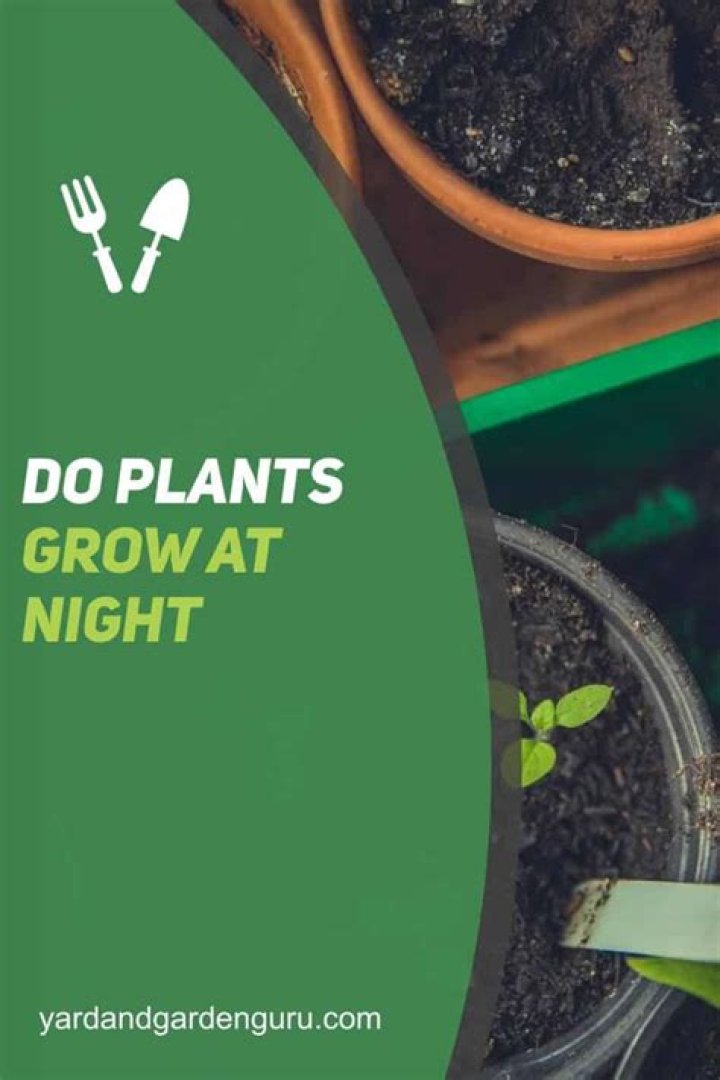 Do plants grow at night?