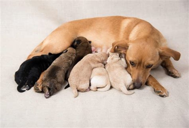 Do puppies favor the mom or dad?