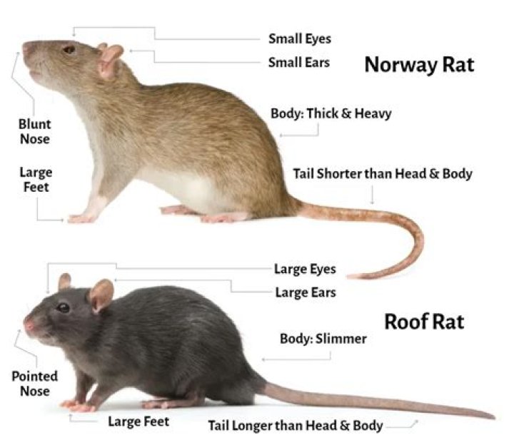 Do rats get drunk?