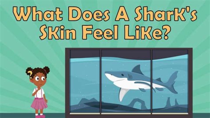 Do sharks feel pain when hooked?