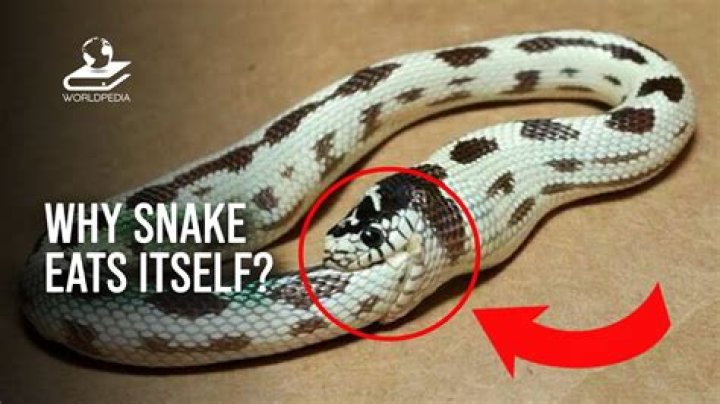 Do snakes eat their own tails?