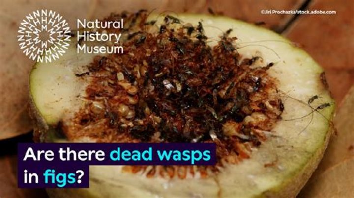 Do wasps eat corpses?