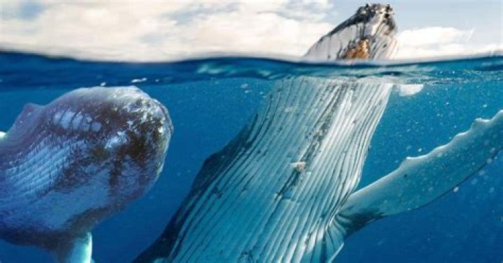 Do whales have nipples?