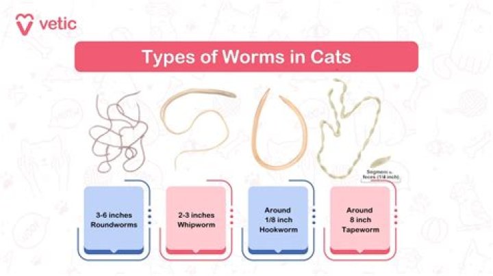 Do worms show up on CT scan?
