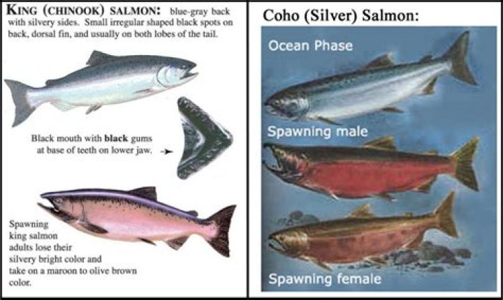 Do you cover salmon when you bake it?