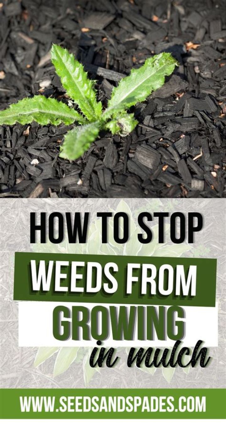 Does bark mulch stop weeds?