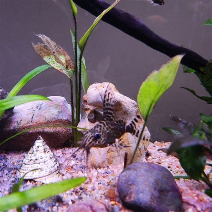 Does cold water shock fish?