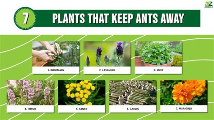 Does lime keep ants away?