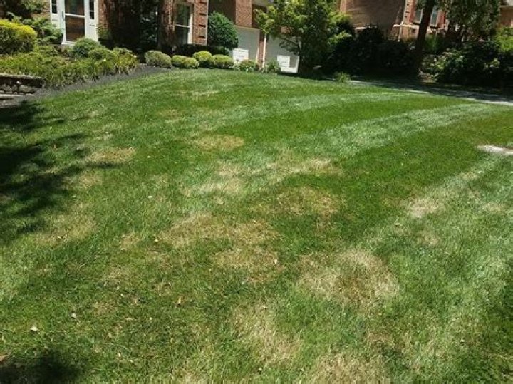 Does nitrogen help lawn fungus?