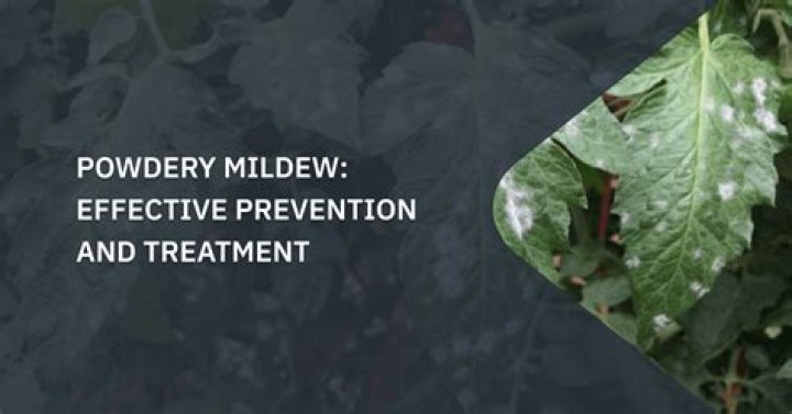Does powdery mildew affect yield?