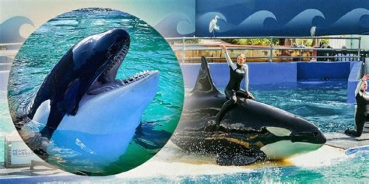 Does SeaWorld still abuse animals 2022?