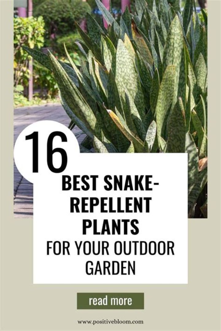 Does snake plant keep snakes away?