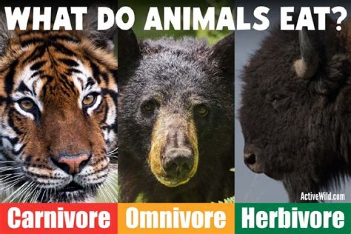 Does the Queen eat meat?