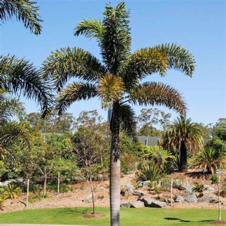 How big do Christmas palms get?