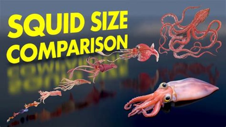 How big is a colossal squid compared to a human?