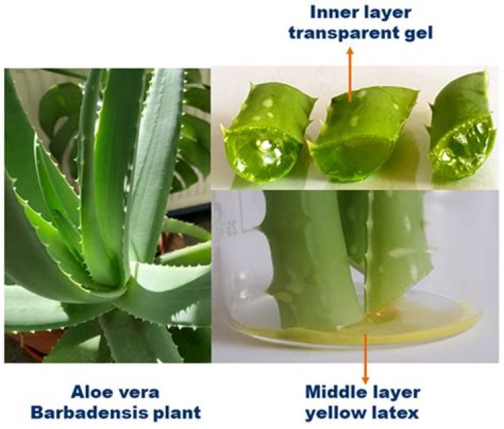 How can I use aloe vera?