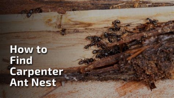 How do I find carpenter ant nest?