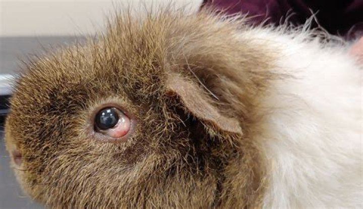 How do I know if my guinea pig has bladder stones?