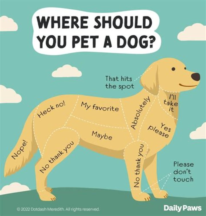 How do I make my dog comfortable with arthritis?