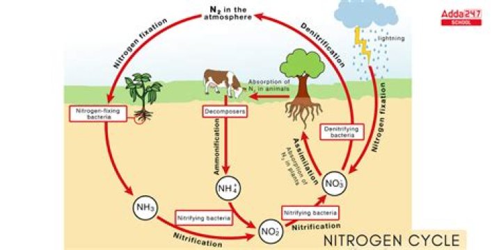 How do you add nitrogen to pepper plants?