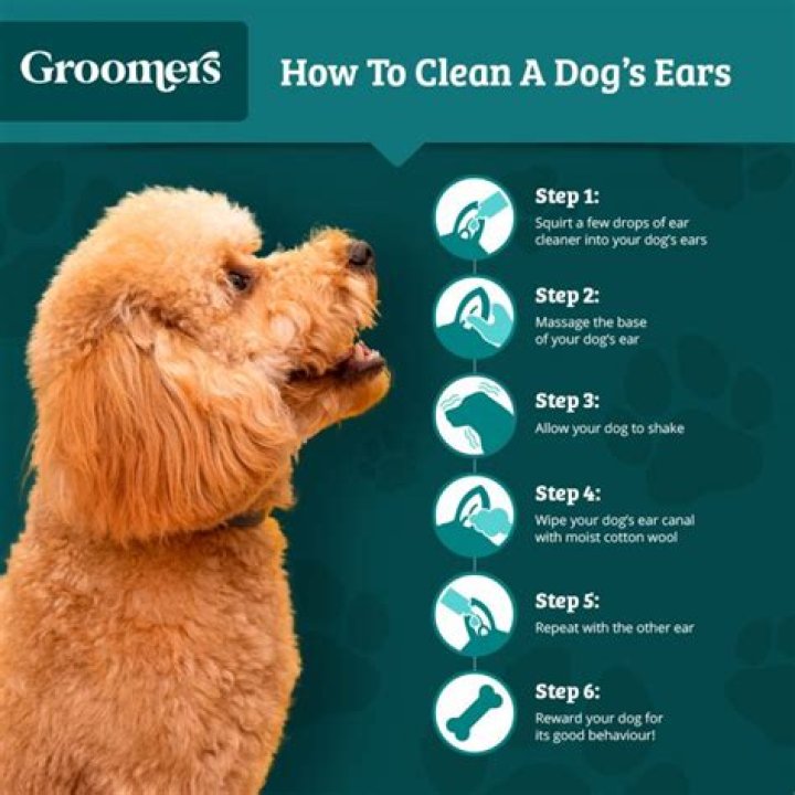 How do you clean a dog's private parts?