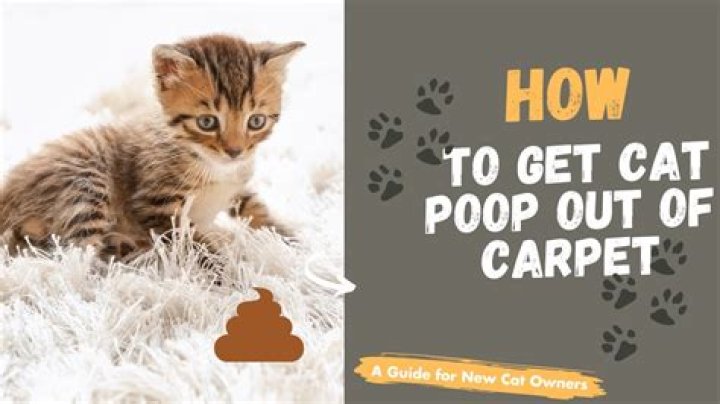 How do you clean cat poop off the floor?