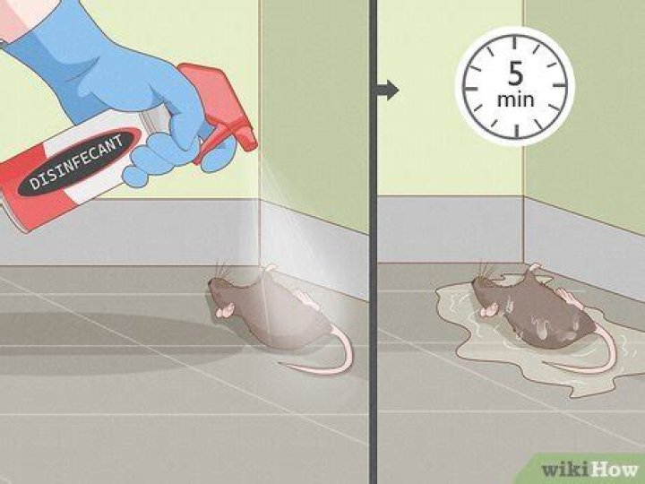 How do you disinfect poop?