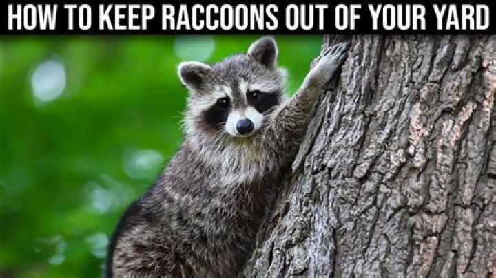 How do you keep raccoons out of your yard at night?