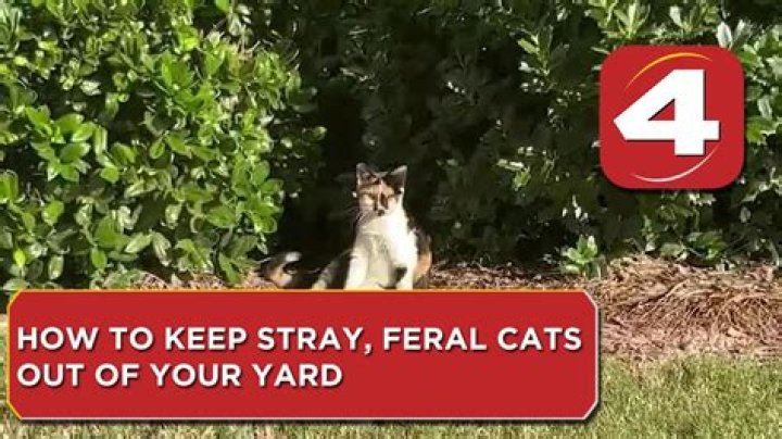 How do you keep unwanted cats away?