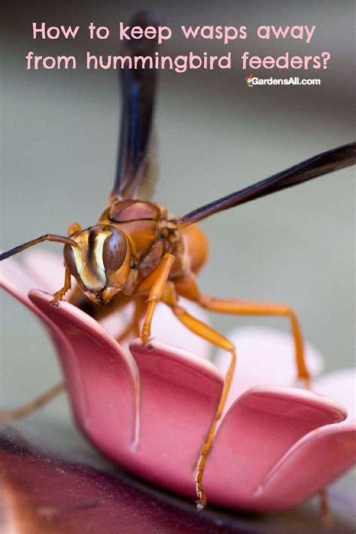 How do you keep wasps away?