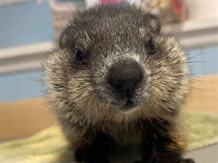 How do you know if a groundhog has rabies?